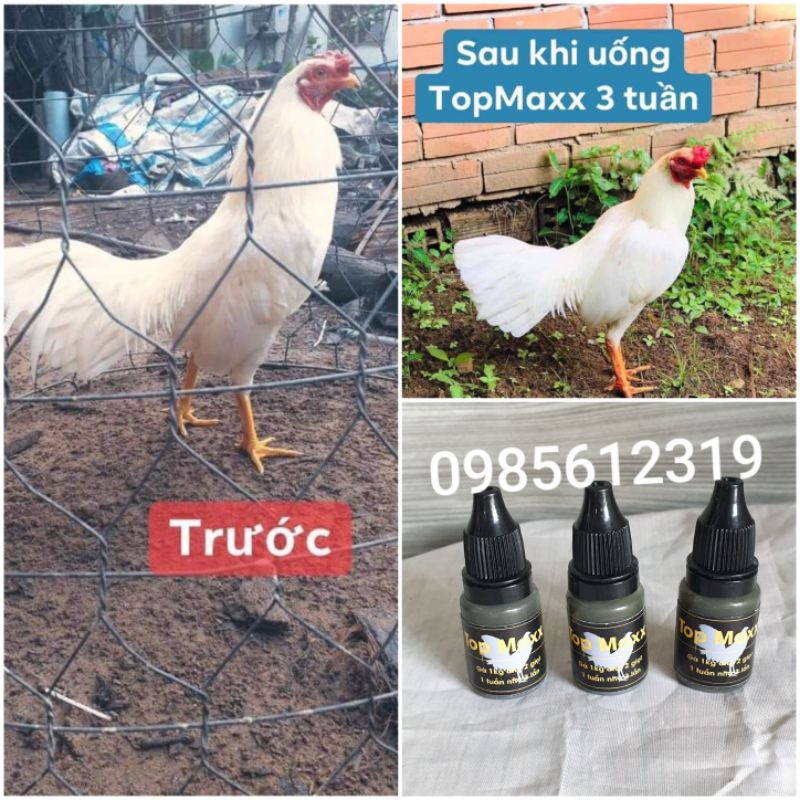 Topmaxx ( combo 3 lọ × 10ml ) - dinh dưỡng cho gà đá