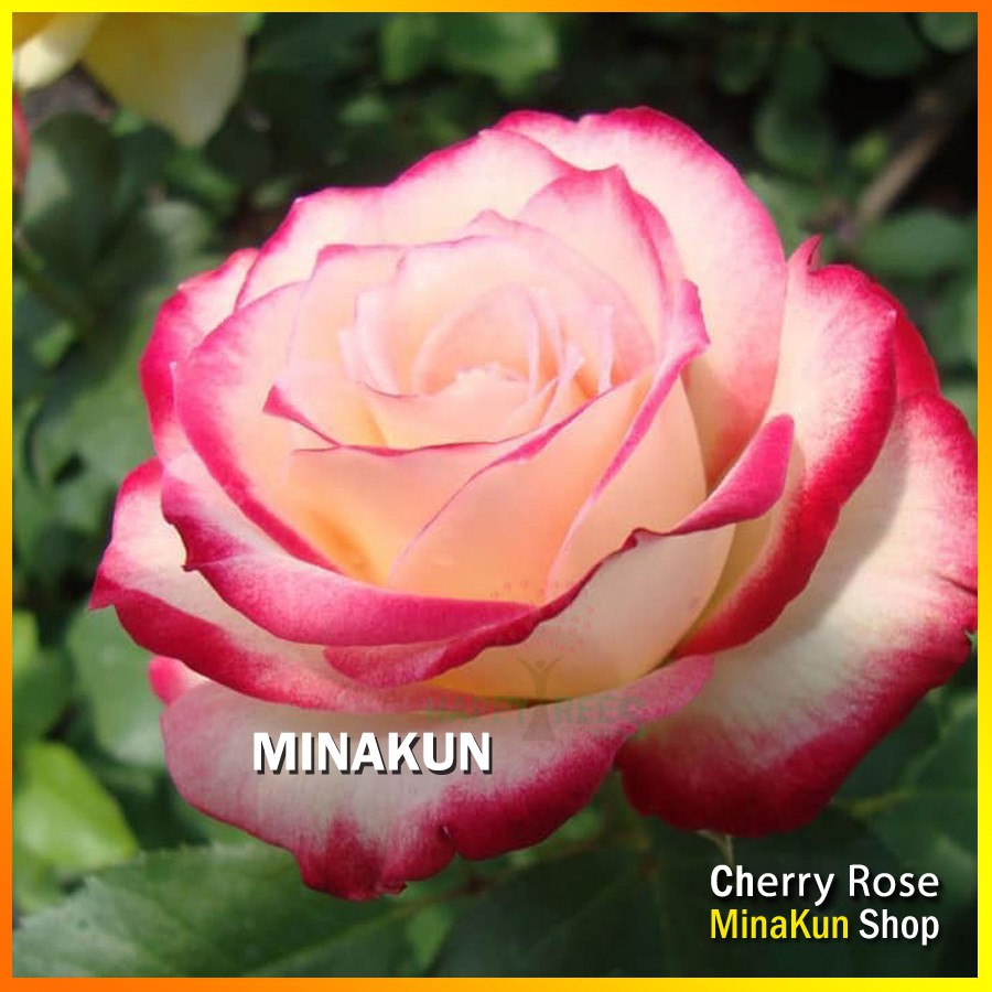 Hoa hồng ngoại Cherry Parfait Rose bông to cực đẹp - MinaKun Shop