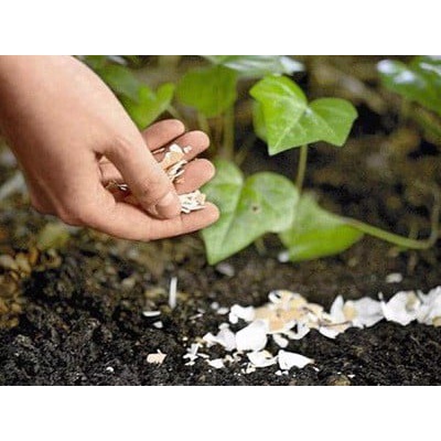Vỏ trứng gà Sfarm đã qua xử lý