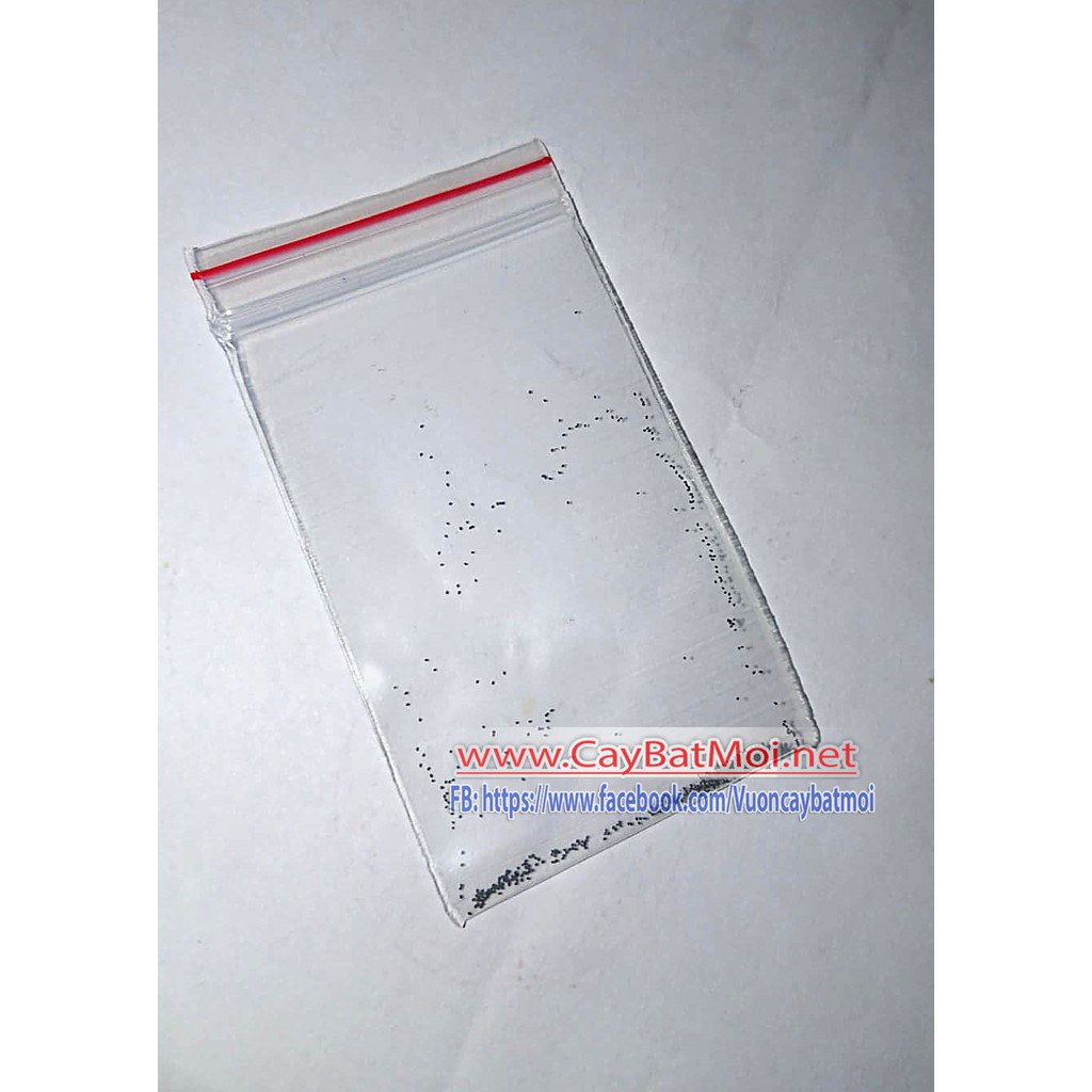 Hạt Giống Cây gọng vó Drosera Indica Serpens hoa tím Việt Nam
