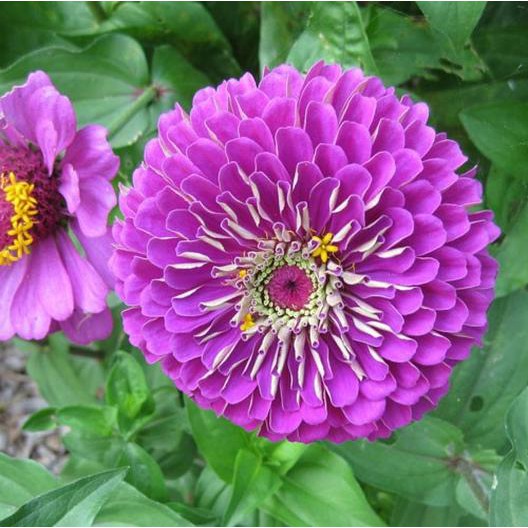 Hạt Giống Hoa Cúc Zinnia Tím  - Dễ Trồng, Hoa To Đẹp - MUA 3 TẶNG 1 CÙNG LOẠI