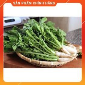 HẠT GIỐNG CỦ CẢI MUỐI DƯA CAO SẢN