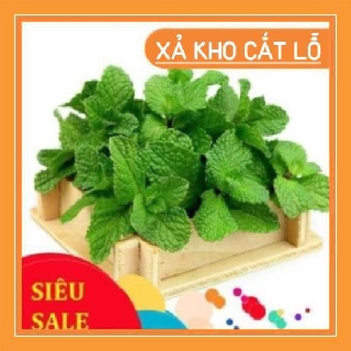 sale lớn chào đón khách hàng 100h Hạt Giống Húng Bạc Hà Âu - Húng Lũi Âu (Mentha arvensis) chất lượng cao