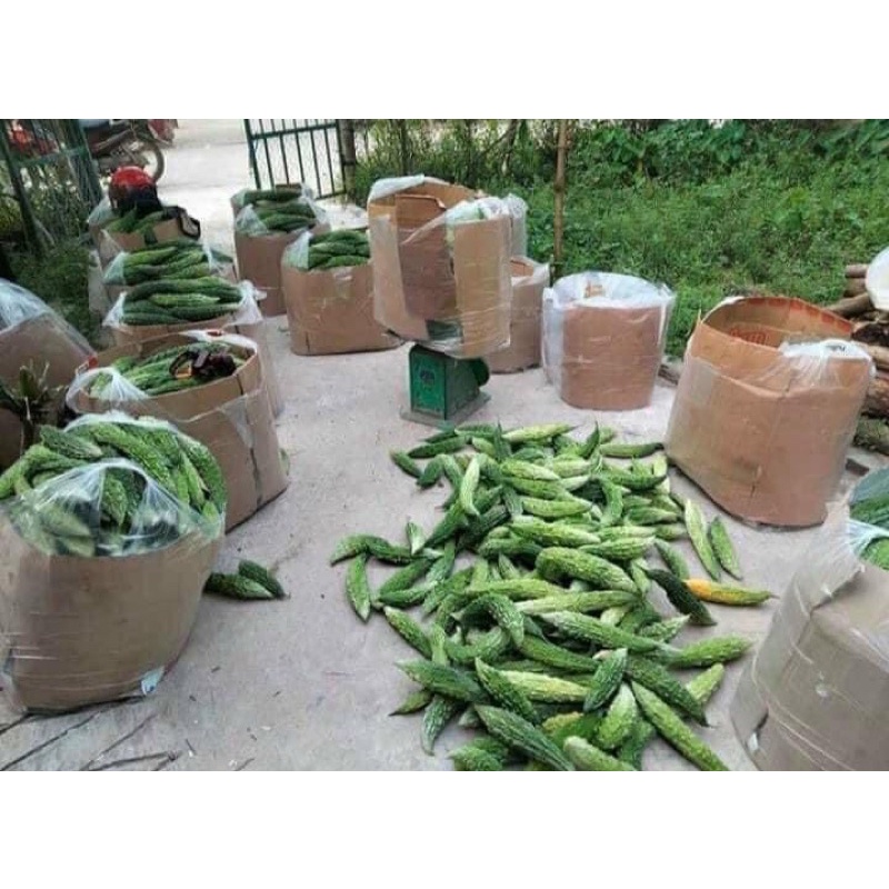 1Kg Khổ qua rừng khô/Mướp đắng khô