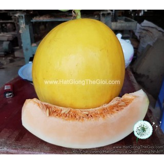 25.HAT Hạt Giống Dưa Lê Vàng Ruôt Đỏ 2KG F1 TG53 (| A2*X56*M223)
