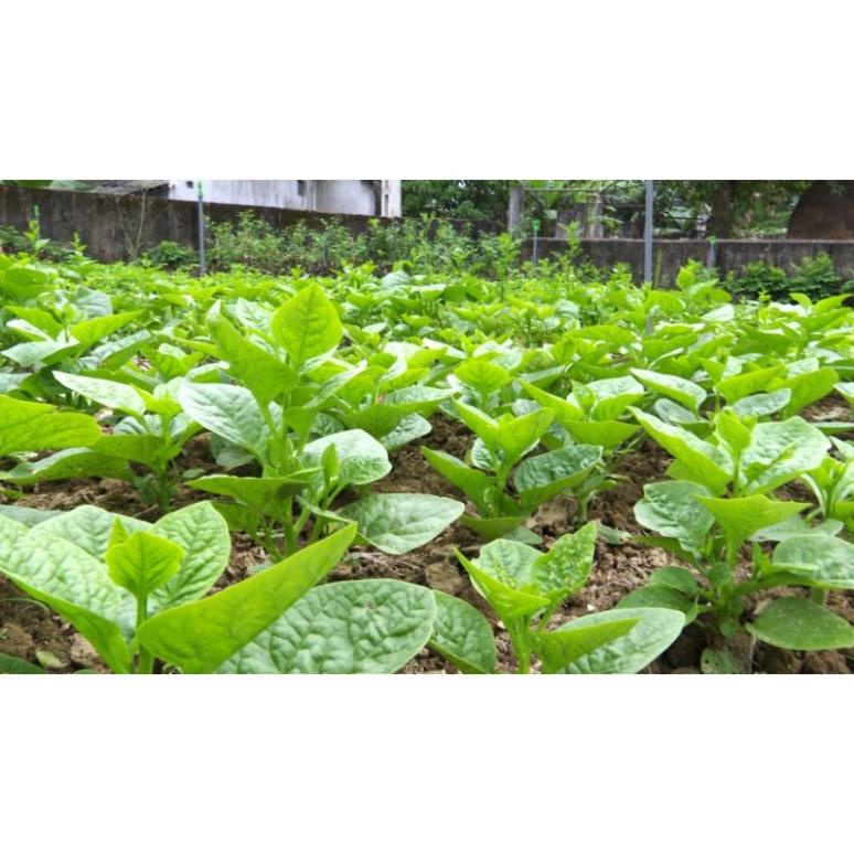 500g Phân gà viên nén Nhật Bản