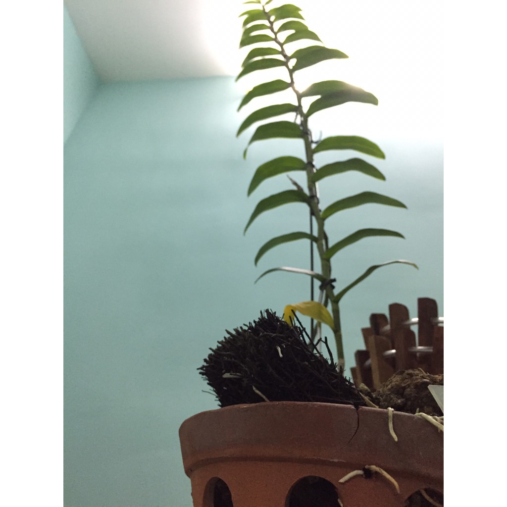Dớn cắt miếng ghép lan-0.5kg