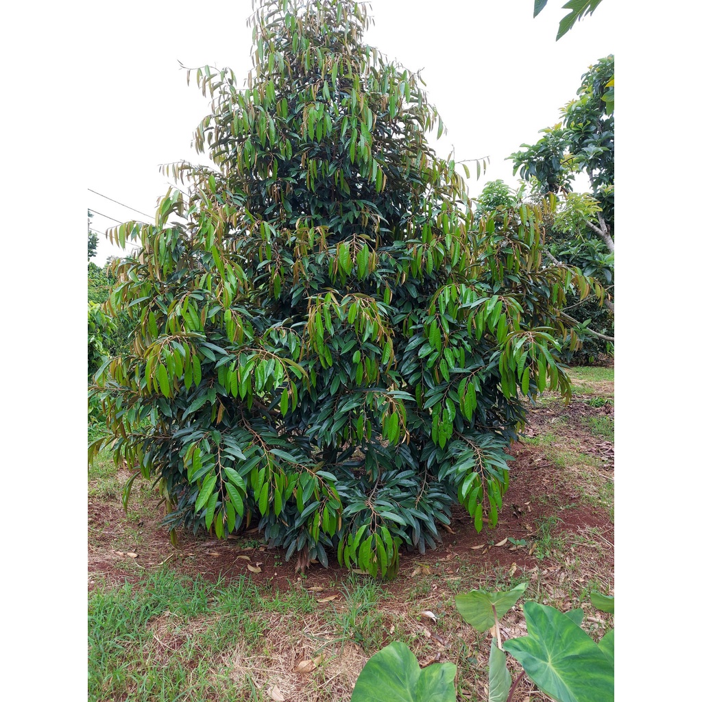 Phân Bón Lá Sinh Học FLORILEGE ULTRA LÂN KALI HỮU HIỆU Nhập Nguyên Chai Từ Pháp