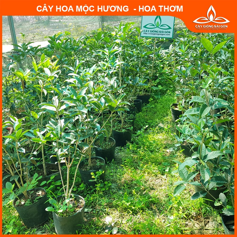 Cây mộc hương ta  hoa thơm, cây trồng mang tài lộc, vượng khí cho nhà bạn