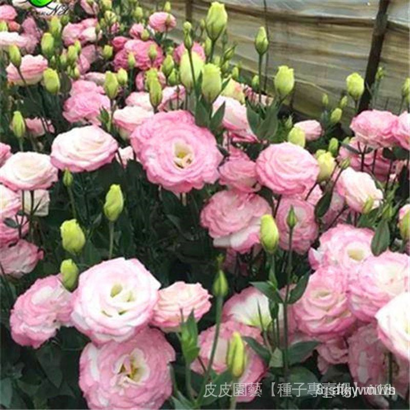 Hạt giống hoa cát tường chuông cắt cánh kép hạt giống cây lâu năm 50h