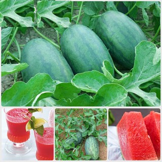 Hạt giống dưa hấu hạt đỏ năng suất cao 10 hạt (TẶNG gói kích thích hỗ trợ hạt nảy mầm)