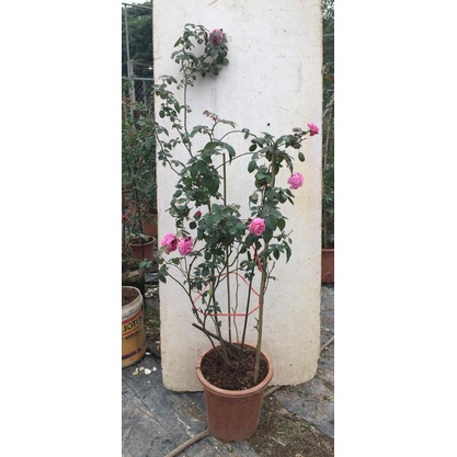 Hoa hồng ngoại Bishop’s Castle rose SIÊU THƠM– Loài hoa được ưa chuộng nhất đẹp nhất -hoangoaimelinh