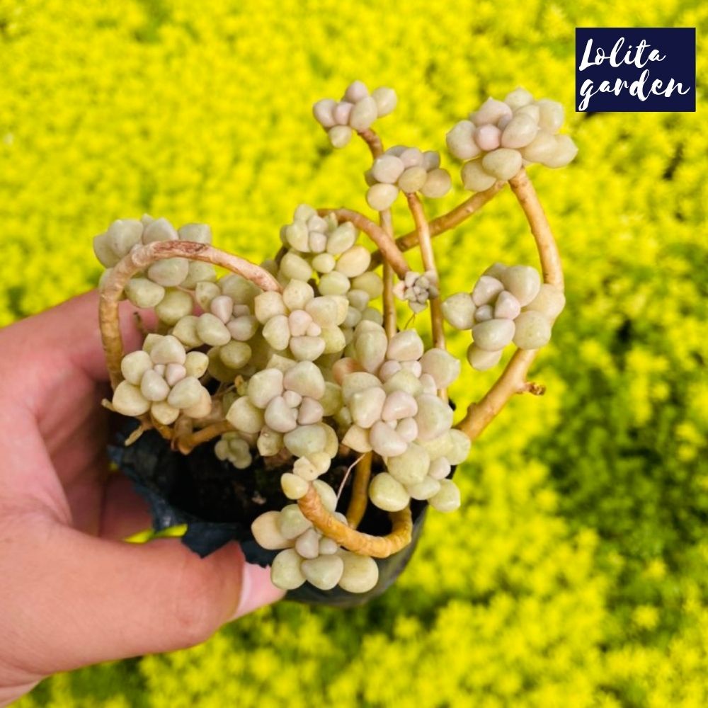 Sen đá kim tuyến cổ thụ Đà Lạt size bé cây cảnh trang trí nhà cửa Lolita garden