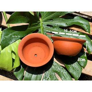 Chậu đất nung kiểu nồi trồng sen đá