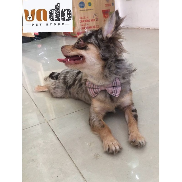 Vòng cổ đính nơ to có chuông dễ thương cho chó mèo
