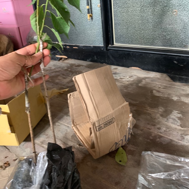 Cây cóc giống