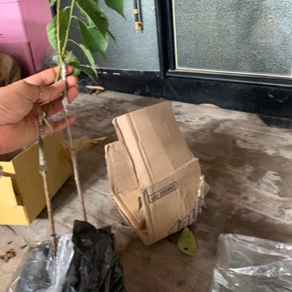 Cây cóc giống