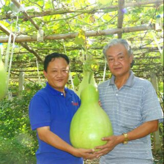 20 HẠT GIỐNG BẦU HỒ LÔ ĐẠI