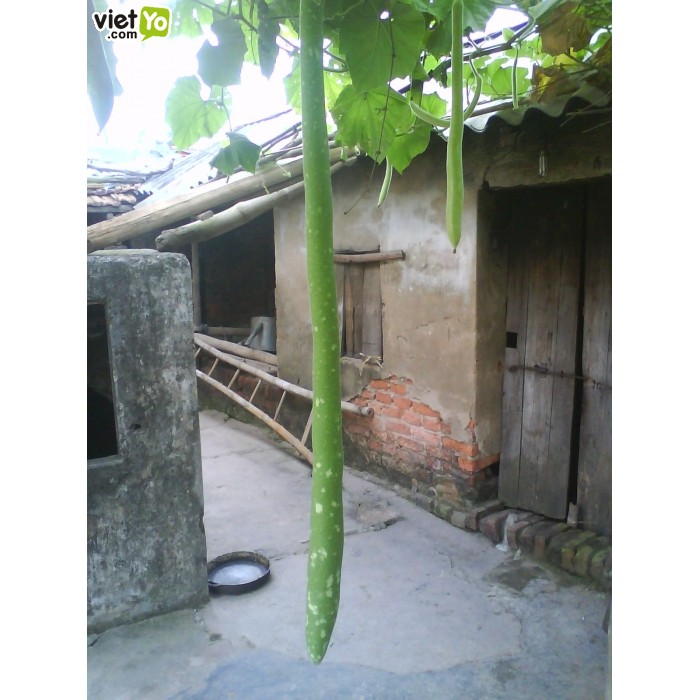 hạt giống bầu dài 2 mét ( siêu ngon)