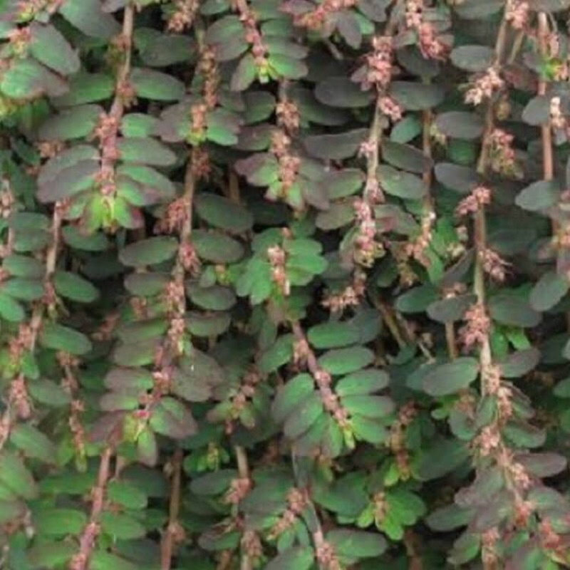 Cây giống vũ sữa đất để ngâm rượu hỗ trợ đau lưng, tăng tiết sữa....10 cây
