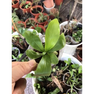 Cây tổ quạ cây giống mini