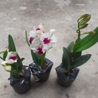 Hoa lan cát mini anna hoa thơm - hàng mới về