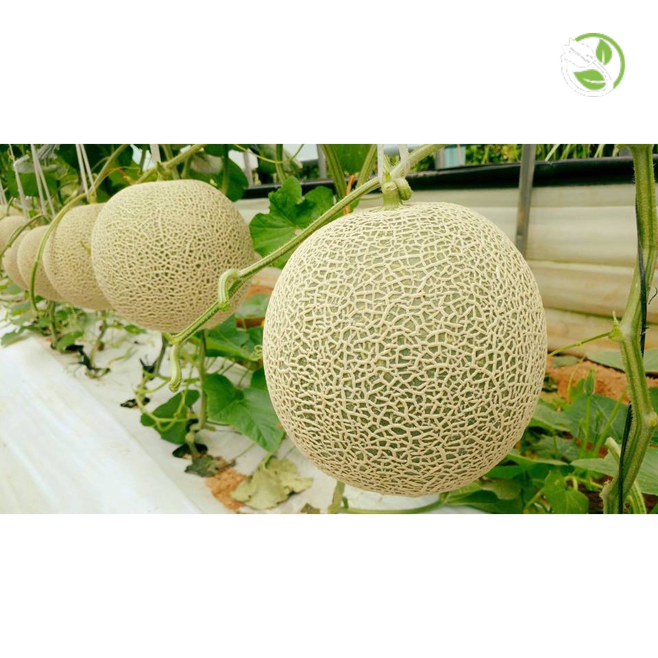 Hạt Giống Dưa Lưới Thiên Thanh 282 Phú Nông - Gói 10 Hạt 0.2g - Muskmelon