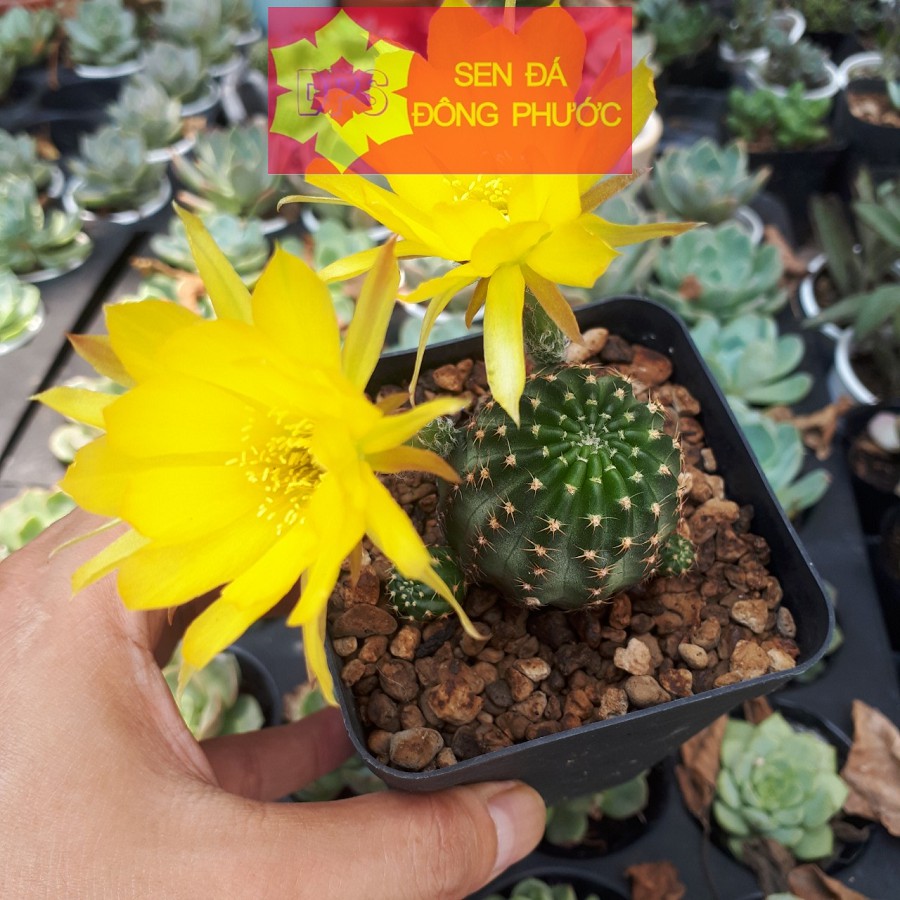 Xương rồng lobi - bông vàng - Sen Đá Đông Phước