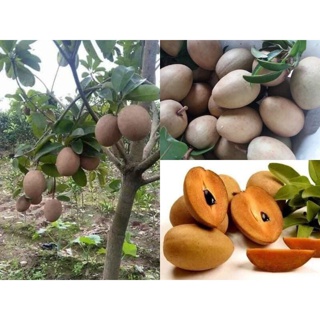 Cây giống Hồng xiêm xoài chắc khỏe, hàng chọn lọc