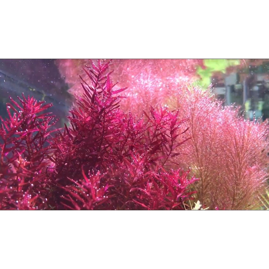 Phân nước hồ cá thuỷ sinh All In One Pro 500ml