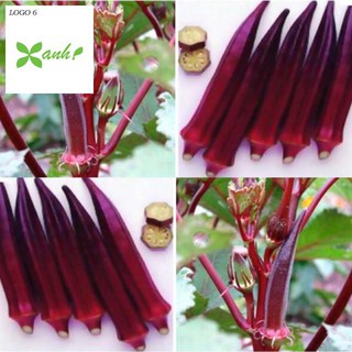 Hạt giống Đậu bắp đỏ