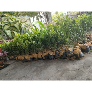 Chanh thái. Chúc giống.gia15k. Cây gieo hạt 6 tháng. Khoẻ