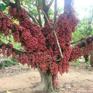 Cây giống dâu da đất