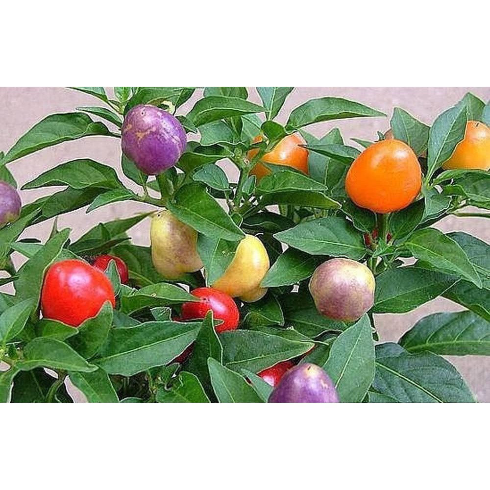 Hạt giống ớt bi 7 màu