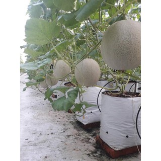 Bộ 20 túi trồng PE 17cmx33cm  trồng cà chua, ớt, dưa lưới