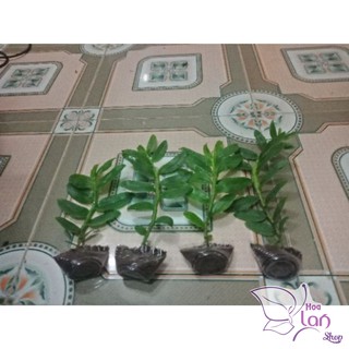 Phi điệp 5 cánh trắng Phú Thọ gieo hạt 20cm