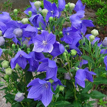 Hạt Giống Hoa Cát Cánh