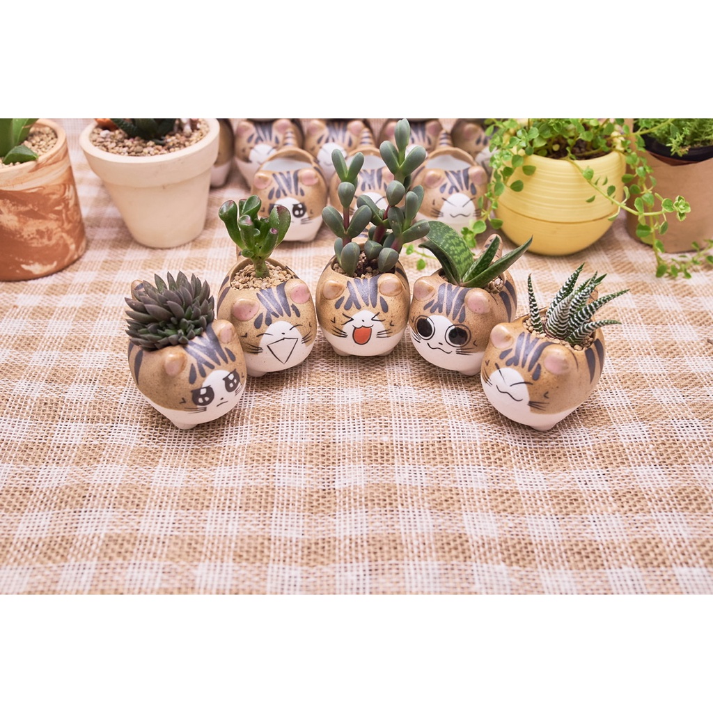 Chậu Mèo Con Mini - Chậu trồng cây sen đá xương rồng kiểng lá bonsai - Green the Garden