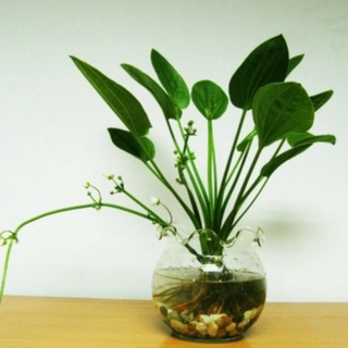 Cây lan nước, bách thủy tiên, cây thủy sinh làm kiểng trồng chậu thủy tinh để bàn, bể bán cạn