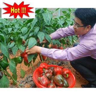 Hạt Giống Ớt Chuông Ngọt Đỏ-10 hạt