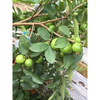 Cây giống Ổi Găng Đông Dư