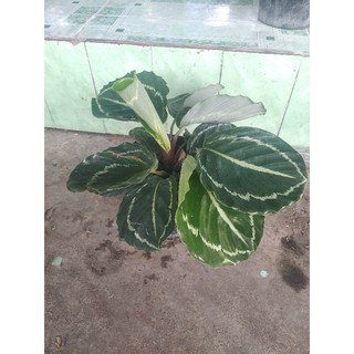 đuôi công xanh lè green