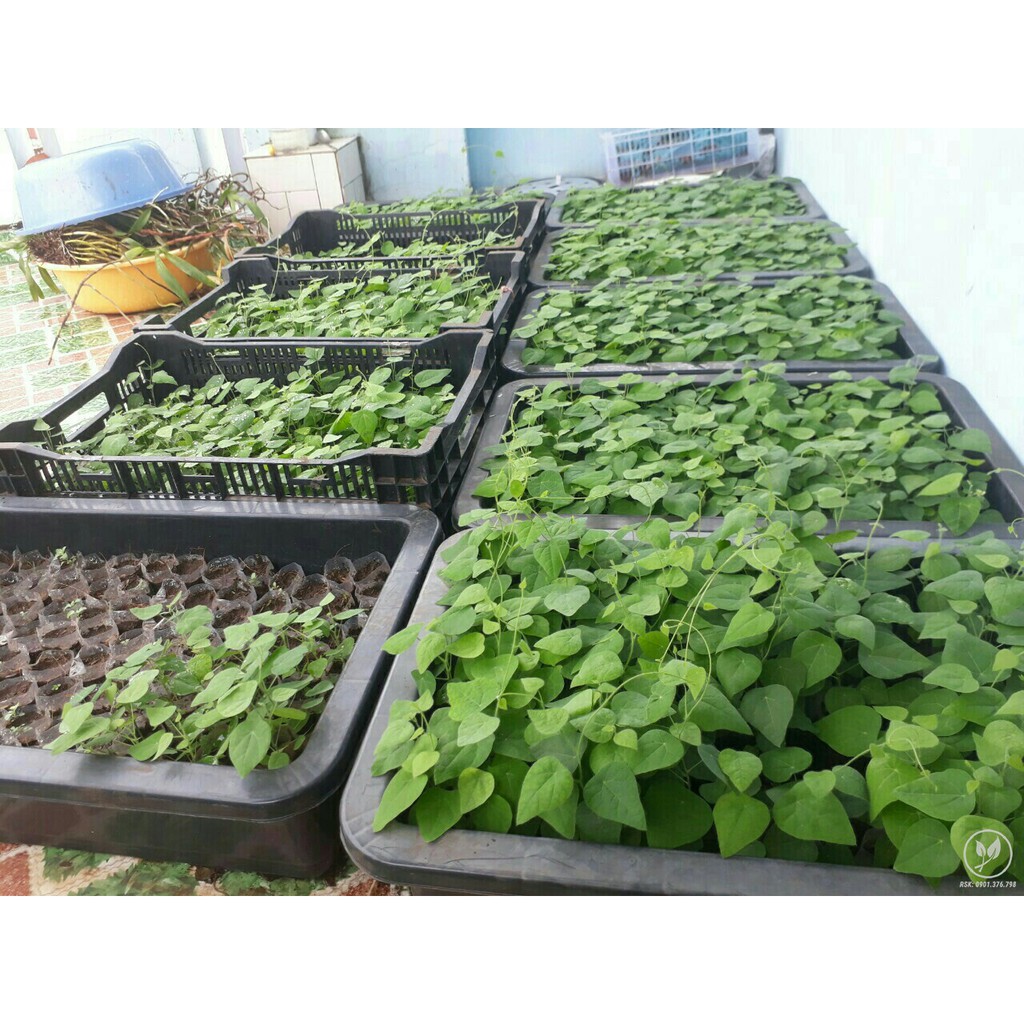 Hạt giống cây sương sâm ( sâm lông ) gói 10 hạt giá rẻ