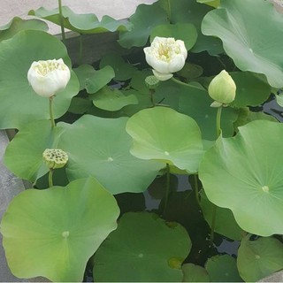 Hạt giống sen Nhật mini siêu dễ trồng 1k/Hạt