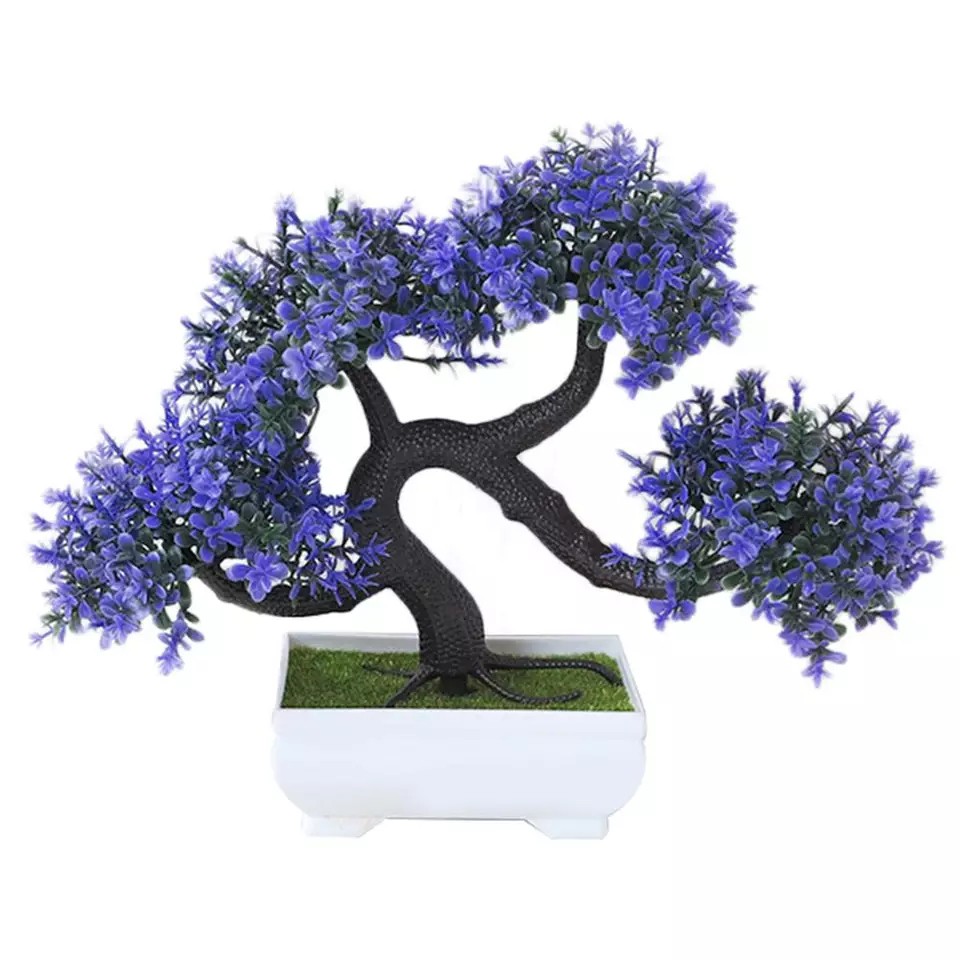 Chậu cây tùng bonsai thế phượng vũ độc đáo để bàn làm việc