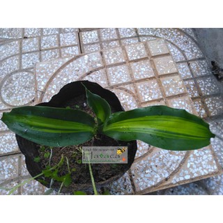 Cây Phát tài sọc mini