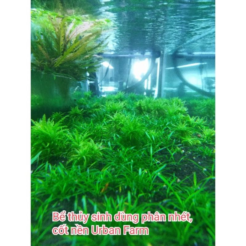 Cốt nền thủy sinh Nhật Bản