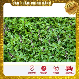 Hạt Giống Húng Quế 2Gram [Bán Sỉ]