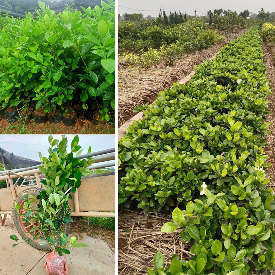 BẠCH THIÊN HƯƠNG SẴN NỤ