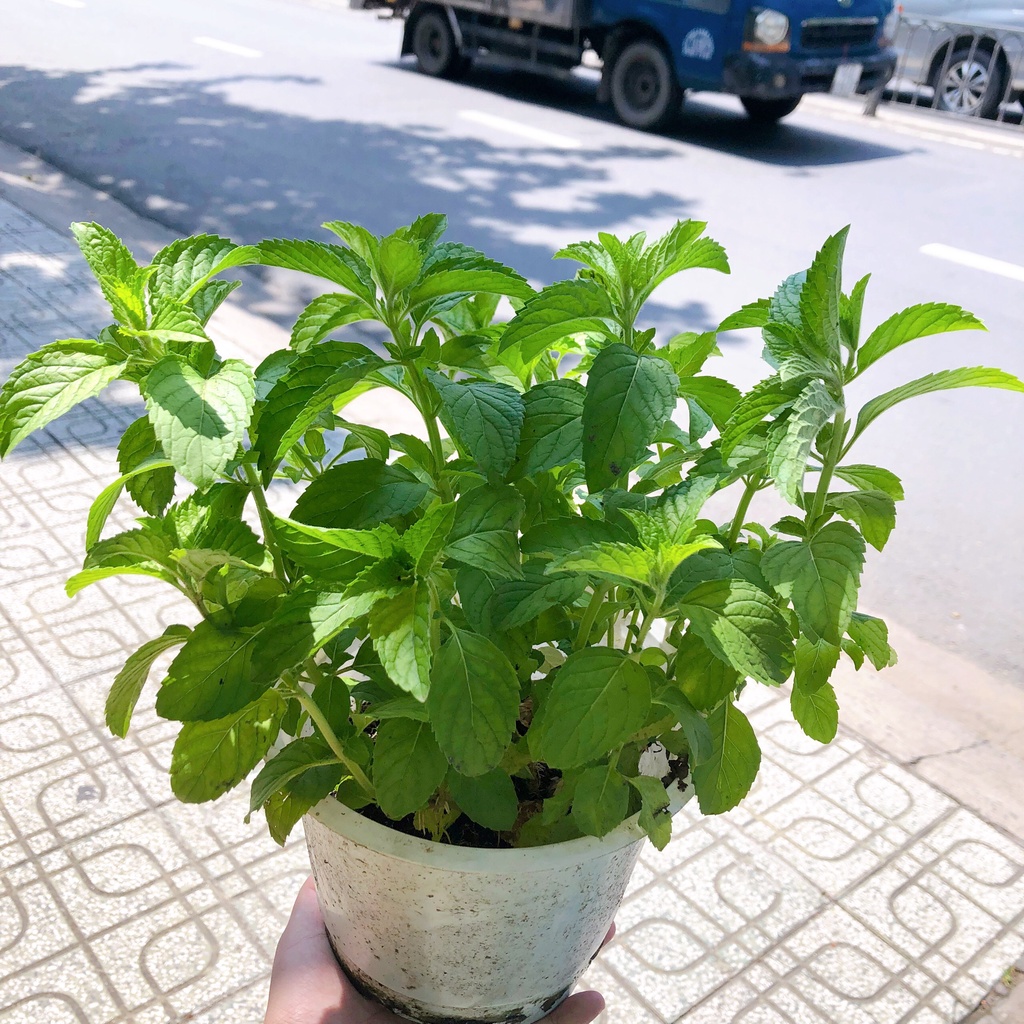Cây Bạc hà mint, giống Nhật thân đỏ lá to, thông mũi mát họng sảng khoái